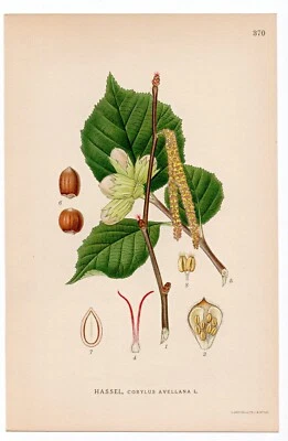 1926 Lindman Botanical Flower Print, Common Hazel, Hazelnut Tree - Image 1 of 3