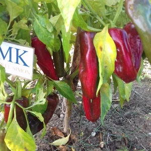 CHILE ANAHEIM ,C. Annuum,10 SEEDS,SEMILLAS ,cosecha propia (28) - Picture 1 of 1