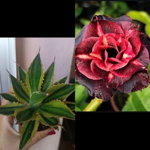 Agave Lophantha Y Adenium Obesum - Picture 1 of 3