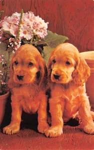 BAMFORTH ANIMAL SERIE Nº G589 PERRO SIN USAR MUY BUENO - Imagen 1 de 2