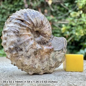 SEHR SELTENER Heteromorpher Ammonit Scaphites Hoploscaphites mandanensis - Bild 1 von 2