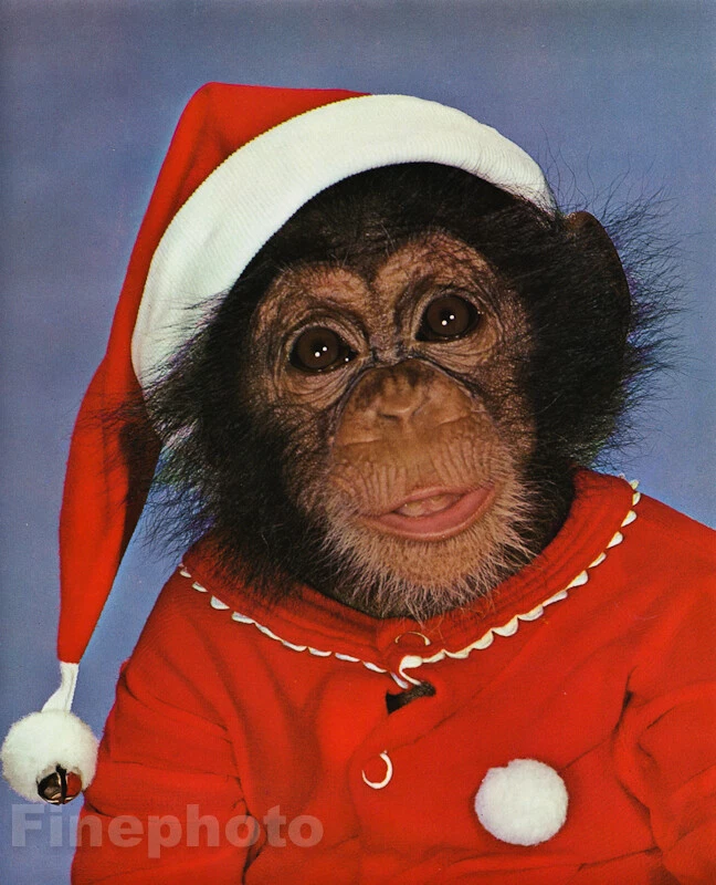 1959 年复古猴子幽默 ~ 黑猩猩宝宝圣诞老人圣诞动物照片艺术 — 第 1/1 张图片
