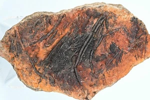 Crinoide fossile syphocrinite elegans Silurien Erfoud Maroc 330x170mm - Picture 1 of 6