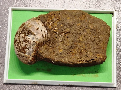 💎⚒ fossile AUSTER Gryphea Arcuata Lam. Leitfossil LIAS Luxembourg 💎⚒ - Bild 1 von 4