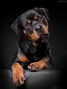DVWIVGY DIY 5D Rottweiler Dog Diamond Painting Kits for Adults Full Round Dri... - Picture 1 of 7