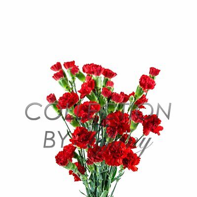 Mini Carnation Fresh Flower Long Lasting Vase Life Beautiful All Occasion 10s... • 24.95$