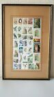 Vintage Framed 30 Postal Stamps Collection Owls/ Birds Worldwide Great Condition