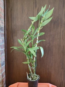 Dendrobium To My Kids 'Fantastic Story' - Fragrant - Specimen - Picture 1 of 4
