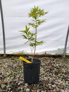 Acer oliverianum ‘Hot Chicken’ Rare Japanese Maple Tree -1 Gallon –Heat Tolerant - Picture 1 of 3