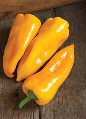 50 graines non traitées de POIVRON JAUNE Corne de Taureau - Corno di Toro  - Photo 1/4