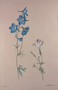 Camillo Brockelmann, Rittersporn, Pflanzenstudie, Aquarell, 1902 - Bild 1 von 9
