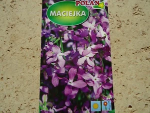 Night-scented stock Matthiola bicornis Seed packet 5g FRESH, Fragrant Flower - Picture 1 of 1