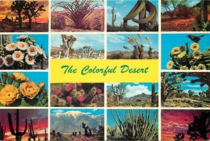 Postal Cactus Color of the Desert pm 1979 Phoenix Arizona AZ - Imagen 1 de 2