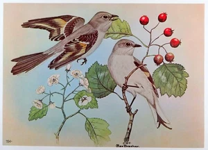 Rex Brasher Bird Print, Townsend's Solitaire, 16x12 in. - Picture 1 of 3