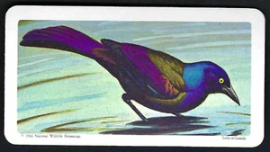 BROOKE BOND (CANADA) - CANADIAN / AMERICAN SONGBIRDS - #36 BRONZED GRACKLE - Picture 1 of 2