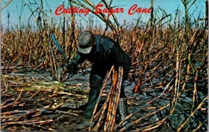 CUTTING SUGAR CANE Florida FL agriculture Postcard - Picture 1 of 2