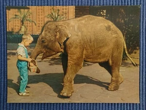 postal antigua postal elefante piel gruesa zoológico niño niño años 50 - Imagen 1 de 2