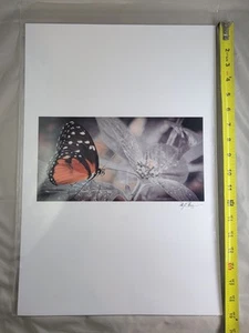 Close-up Photography of Butterfly on Flower Art Wall Decor Print MJ Carr - Picture 1 of 4