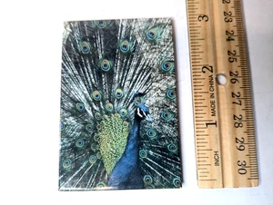 Imán de nevera Ata Boy animal vida silvestre pájaro pavo real EE. UU. 90 vintage - Imagen 1 de 3