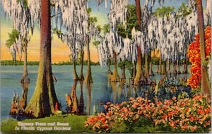 Vintage Postcard Linen Cypress Trees Knees Florida Cypress Gardens Lake Eloise - Picture 1 of 2