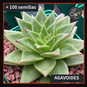 + 100 Semillas seeds graine semi sementete ☘️ECHEVERIAS AGAVOIDES ☘️ - Imagen 1 de 2