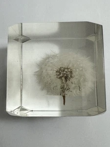 Sola Würfel LUNARIA ANNUA 5cm Pusteblume Acrylharz Blume Japan Briefbeschwerer - Bild 1 von 5