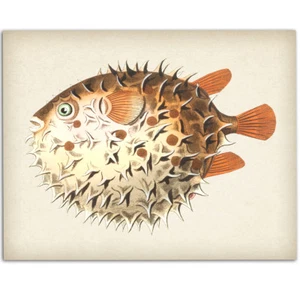 Puffer Fish Print - 11x14 Unframed Art Print - Great Lake House, Beach House - Picture 1 of 9