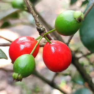 1 planta de raíz desnuda BeauFlora Hybrid Cedar Bay Cherry (rojo, plántula) - Imagen 1 de 2
