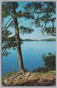 Norwegen Kiefern, Wächter des Seenlandes, alte Postkarte - Bild 1 von 2