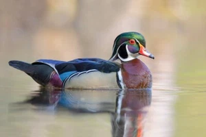 Wood Duck II por Jim Cumming Fotografía Vida Silvestre Giclee Impresión Envío Gratis - Imagen 1 de 3