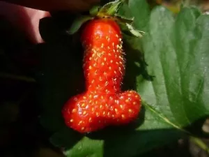 PENILE SHAPED STRAWBERRY, 50 SEEDS + FREE - Picture 1 of 1