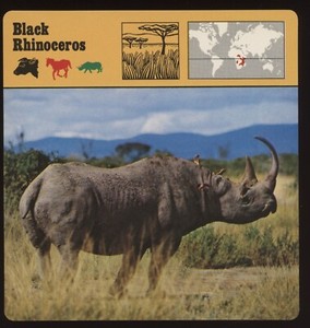 Black Rhinoceros  Safari Cards Rencontre Mammals