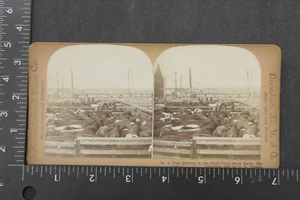 Chicago Stockyards 1899 por CL Wasson International View Co IL Stereoview DE COLECCIÓN - Imagen 1 de 3
