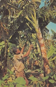 CPA LA GUADELOUPE COUPE DES BANANES - Picture 1 of 1