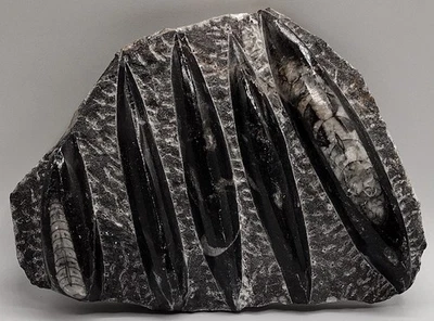 Orthoceras Fossil Plate Polished Black Marble 6.5" x 5" 730g Morocco Specimen (1 - Image 1 of 3