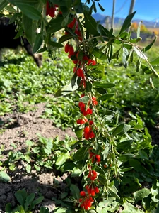 WOLFBERRY / GOJI BERRY, Live, Rooted, ~6" Tall, Ready to Plant, Miracle Fruit - Picture 1 of 12