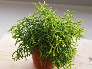 10x Rhipsalis Kaktus, Korallenkaktus Ableger, ca. 1cm, besonderer Zierkaktus - Bild 1 von 14
