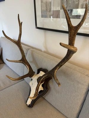 Jagdtrophäe Hirschgeweih, 10-Ender aus der Eifel - Bild 1 von 3