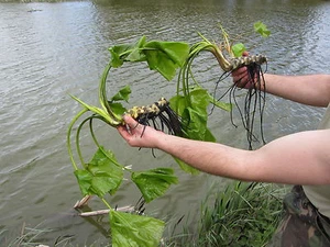 2 POND PLANTS WATER LILYS AQUATIC GARDEN POND PLANT LILY MARGINAL LILIES LILLIES - Picture 1 of 2