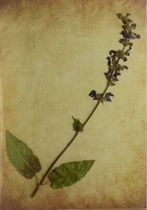 (P1) HERBARIO NATURAL - SALVIA PRATENSIS (05684) - Imagen 1 de 1
