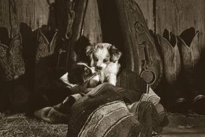 IMPRESIÓN DE ARTE DE PERRO Beso robado por Barry Hart Botas de vaquero Cachorro Póster occidental 11x14 - Imagen 1 de 1