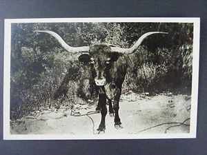Foto postal real Texas Longhorn en blanco y negro RPPC 1930-50 - Imagen 1 de 1