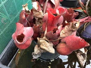 Carnivorous plants - Sarracenia Collection - 4 Mature Plants - Picture 1 of 4