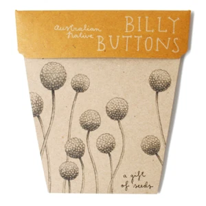 Sow 'n Sow Billy Buttons Gift Of Seeds - Picture 1 of 5