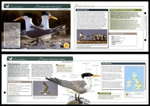 Lesser Crested Tern - Sea & Shore Birds Of Britain Atlas Editions Fold Out Card - Picture 1 of 1