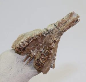 Reh, Leptomeryx evansi, Tertiär, Oligozän, White River Fm, Wyoming, USA -m85 - Picture 1 of 10