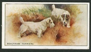 SEALYHAM TERRIER W D & H O WILLS 1926 NEW ZEALAND ISSUE DOG CIGARETTE CARD No 46 - Picture 1 of 2