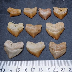 10pcs fossil Shark Squalicorax Pristodontus Corax Tooth Teeth lot more Fossil 3 - Picture 1 of 6