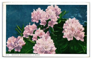 Postal de rododendro de montaña en flor - Imagen 1 de 2