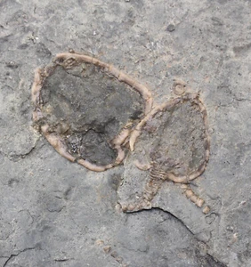 Cystoidea, Pleurocystites sp., Ordovizium, Bobcaygeon Fm., Ottawa, Kanada-eb9640 - Picture 1 of 4